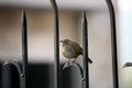 Female Indian robin (Copsychus fulicatus) on boundary wall railing : (pix Sanjiv Shukla)