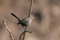 A female Indian robin Copsychus fulicatus spotted in Bera in Rajasthan