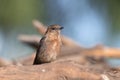 A female Indian robin Copsychus fulicatus spotted in Bera in Rajasthan