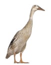 Female Indian Runner Duck, 3 years old Royalty Free Stock Photo