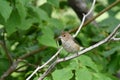 Female Indigo Bunting bird sits perched in a tree Royalty Free Stock Photo