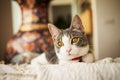 Female indoor cat close up portrait lying on the sofa. Royalty Free Stock Photo