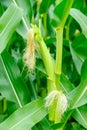 Female inflorescense of maize, Zea mays Royalty Free Stock Photo