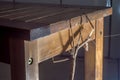 female insec stick on a wooden bench with copy space, Phasmatidae