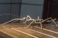 female insec stick on a wooden bench with copy space, Phasmatidae