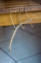 female insec stick on a wooden bench with copy space, Phasmatidae