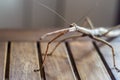 female insec stick on a wooden bench with copy space, Phasmatidae