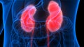 Female Internal Organs Urinary System Kidneys Anatomy Royalty Free Stock Photo
