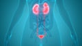 Female Internal Organs Urinary System Kidneys with Bladder Anatomy Royalty Free Stock Photo