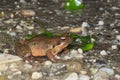 Female of Italian agile frog (Rana latastei) full of eggs, reaching the breeding site, Italy