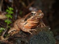 Female of Italian agile frog Rana latastei