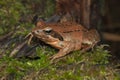 Female of Italian agile frog Rana latastei