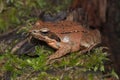 Female of Italian agile frog Rana latastei