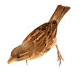 Female Italian Sparrow (passer italiae)