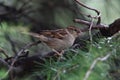 Female italian Sparrow, passer italiae