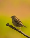 Female Italian Sparrow