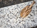 Female Italian sparrow