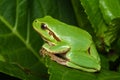 Female of the Italian tree frog Hyla perrini Royalty Free Stock Photo