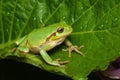 Female of the Italian tree frog Hyla perrini Royalty Free Stock Photo