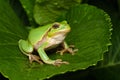 Female of the Italian tree frog Hyla perrini Royalty Free Stock Photo