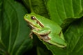 Female of the Italian tree frog Hyla perrini Royalty Free Stock Photo