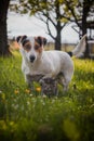 Female jack russell plays with baby cats and watches them not to get lost. Blue-eyed kittens walk in the grass and discover the Royalty Free Stock Photo