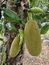 female jackfruit flowers which will develop into fruit Royalty Free Stock Photo