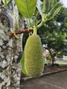 female jackfruit flowers which will develop into fruit Royalty Free Stock Photo