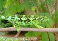 Female Jackson's Chameleon lizard, Chama