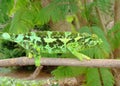 Female Jackson's Chameleon lizard, Chama Royalty Free Stock Photo