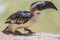 Female Jackson's Hornbill - Tockus jacksoni