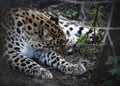 Female Jaguar in captivity