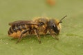 Female Jersey mason leafcutter bee (Osmia niveata) on a green leaf