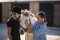 Female jockey looking at vet stroking horse Royalty Free Stock Photo