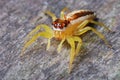 Female Jumper Spider Royalty Free Stock Photo