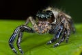 Female jumping spider