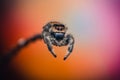 A female jumping spider Phidippus regius crawling on a twig. Autumn warm colors, macro, sharp details. Beautiful big eyes