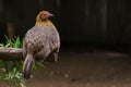 Female Junglefowl perching on a perch looking into a distance