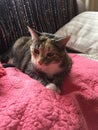 Pretty Junior Tabby Tortoishell Female Cat