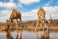 Female and juveline mail nyalas drinking from a pool Royalty Free Stock Photo