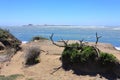 Elephant Seal on Beach with Historic Lighthouse Station in Background, Ano Nuevo State Park, California Royalty Free Stock Photo