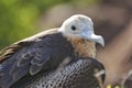 Female juvenile Magnificent frigatebird, Fregata magnificens. Royalty Free Stock Photo