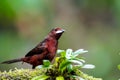 Female or juvenile Silver-beaked tanager, Ramphocelus carbo