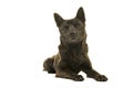 Kai Ken dog the national japanese breed lying down with her head up seen from the front isolated on a white background