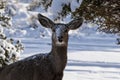 Female Kaibab deer mule deer feeding in winter. Mouth open, looking at camera, snow on its face. Royalty Free Stock Photo