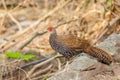 The female Kalij pheasant (Lophura Leucomelanos)