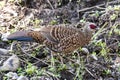 Female of Kalij Pheasant: Lophura leucomelanos in an indian forest