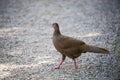 The female Kalij pheasant (Lophura Leucomelanos)