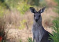 Female kangaroo with joey Royalty Free Stock Photo