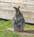 Female kangaroo with young animal Royalty Free Stock Photo